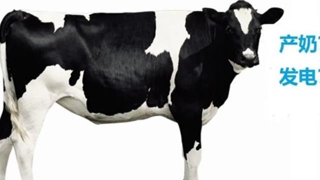 牛糞也能發(fā)電！全國最大單體生物質(zhì)RNG熱電項目投產(chǎn)